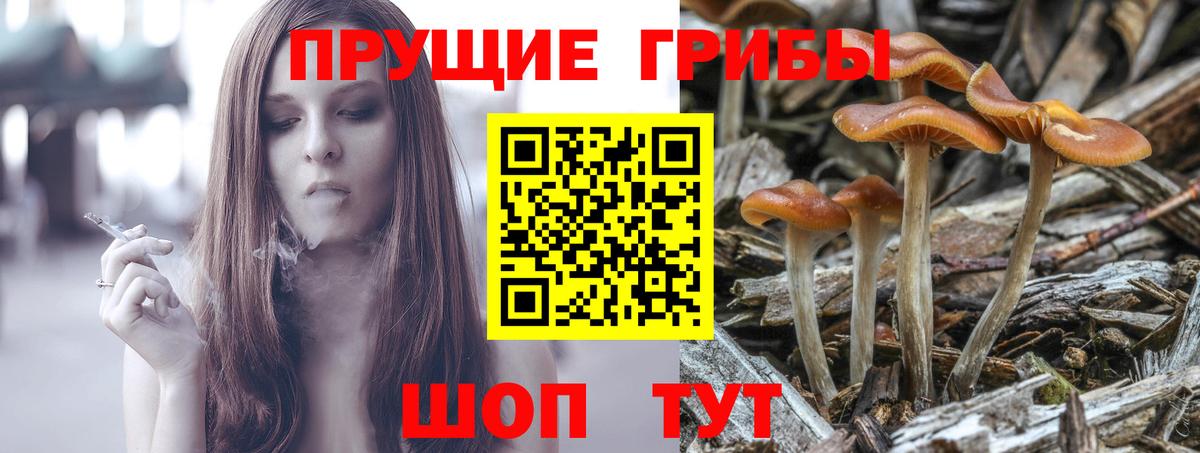 Волоколамск  Галлюциногенные грибы Psilocybe  Вход с VPN 